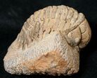 Rare Eccoptochile Trilobite - Long #15489-1